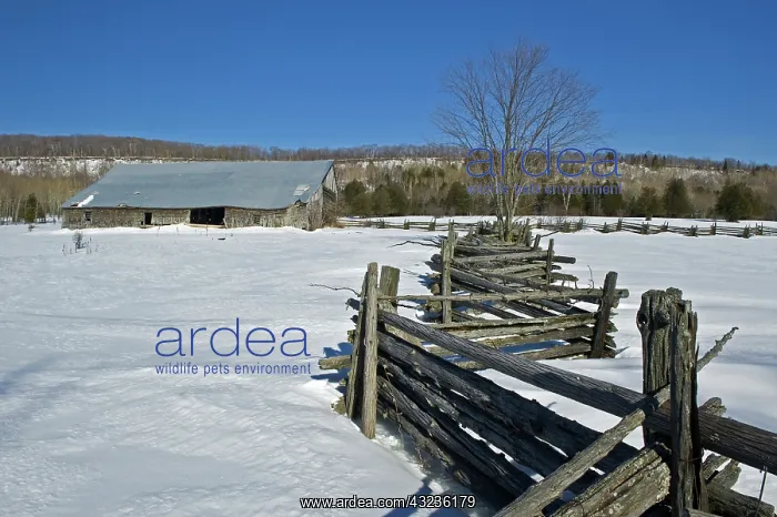 : Canada, Ontario, Sheguindah. Split-rail : Canada, Ontario, Sheguindah. Split-rail
