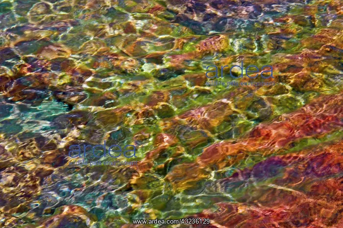: Canada, Ontario. Shimmering water of Georgian : Canada, Ontario. Shimmering water of Georgian