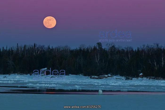 : Canada, Ontario, South Baymouth. Full moon : Canada, Ontario, South Baymouth. Full moon