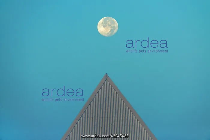  : Canada, Ontario, St. Catharine's. Full moon