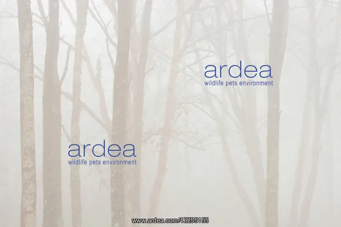 : Canada, Ontario. Trees in fog next to Lake : Canada, Ontario. Trees in fog next to Lake
