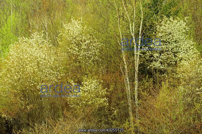 : Canada, Ontario, Utterson. Serviceberry : Canada, Ontario, Utterson. Serviceberry