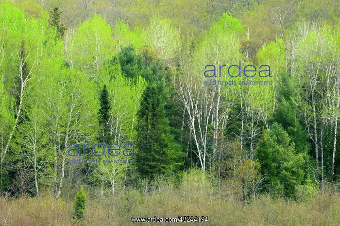 : Canada, Ontario, Utterson. Trees at edge : Canada, Ontario, Utterson. Trees at edge