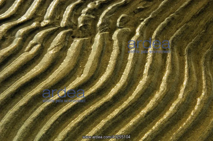 : Canada, Ontario, Wahnekewaning Beach. Ripples : Canada, Ontario, Wahnekewaning Beach. Ripples