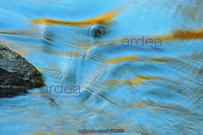  : Canada, Ontario. Water rippling by a rock