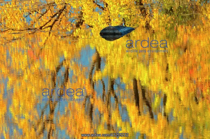 : Canada, Ontario, Whitefish. Autumn color : Canada, Ontario, Whitefish. Autumn color