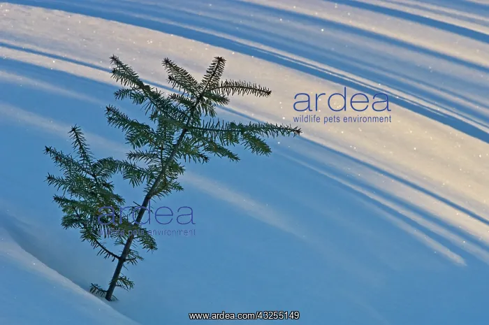  : Canada, Ontario, Whitefish Falls. Balsam