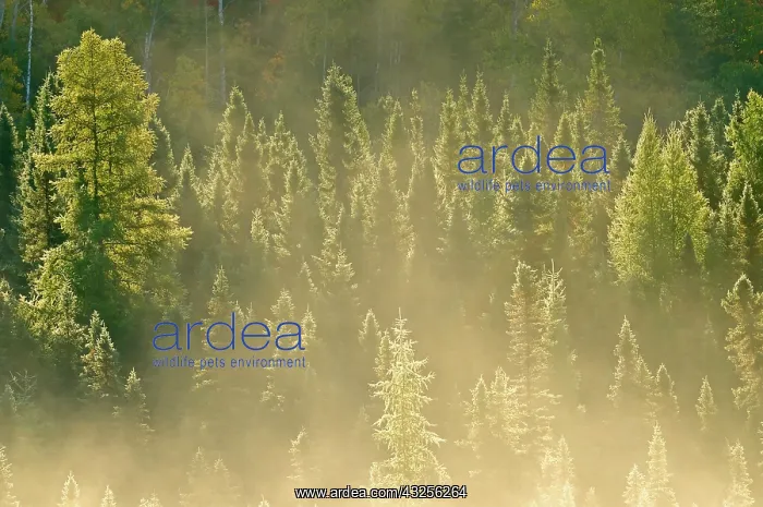 : Canada, Ontario, Worthington. Conifers in : Canada, Ontario, Worthington. Conifers in