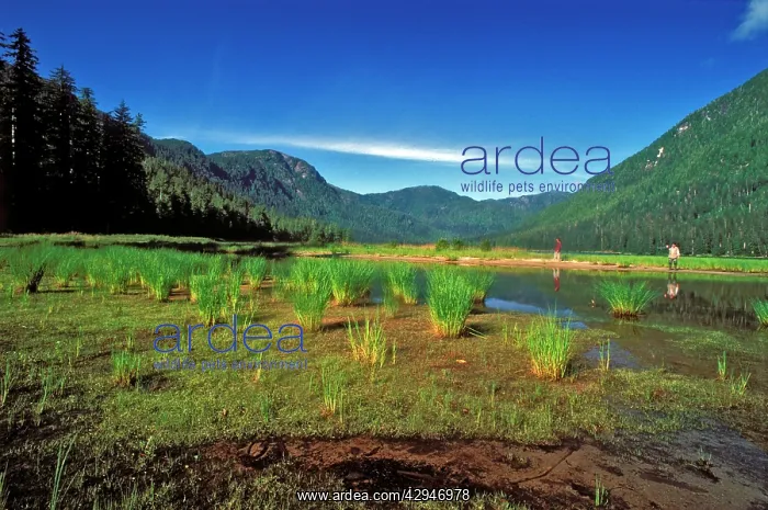: Canada - people walking along creek surrounded by wetland : Canada - people walking along creek surrounded by wetland