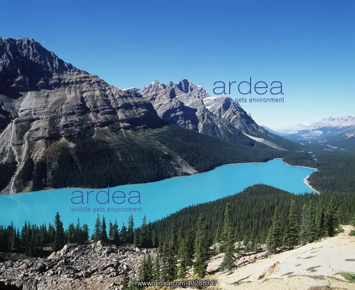 : CANADA - Peyto Lake : CANADA - Peyto Lake