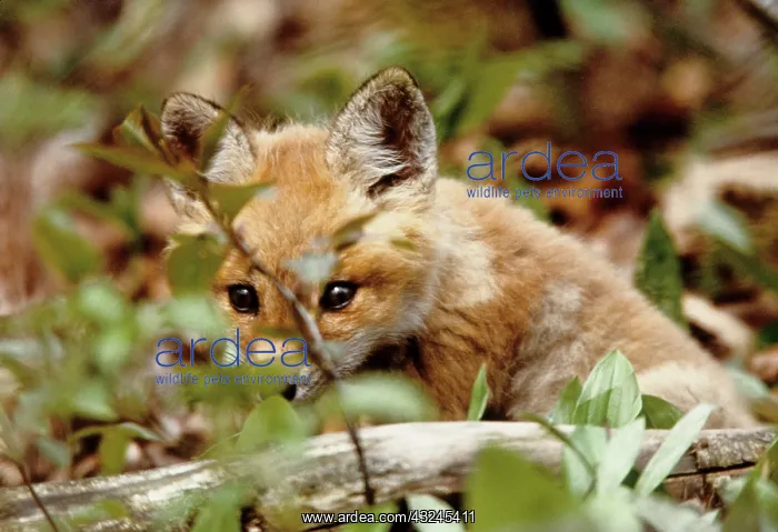 : Canada, Point Pelee National Park. Young : Canada, Point Pelee National Park. Young