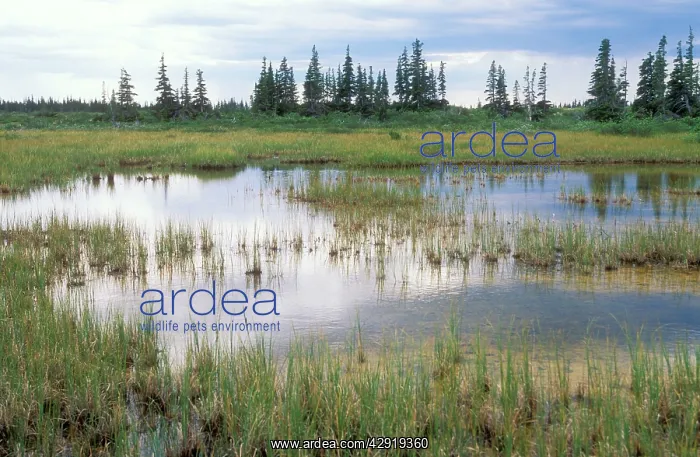 : Canada - Ponds & spruce trees : Canada - Ponds & spruce trees