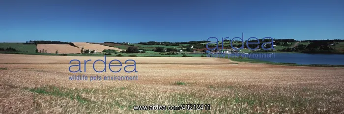 : Canada, Prince Edward Island, Hillside view : Canada, Prince Edward Island, Hillside view
