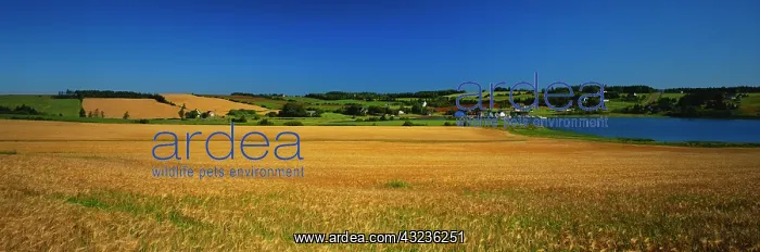 : Canada, Prince Edward Island, View of field : Canada, Prince Edward Island, View of field