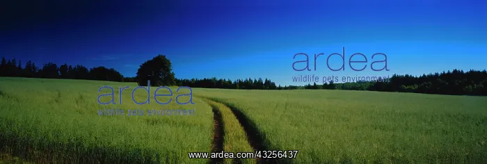 : Canada, Prince Edward Island, View of field : Canada, Prince Edward Island, View of field