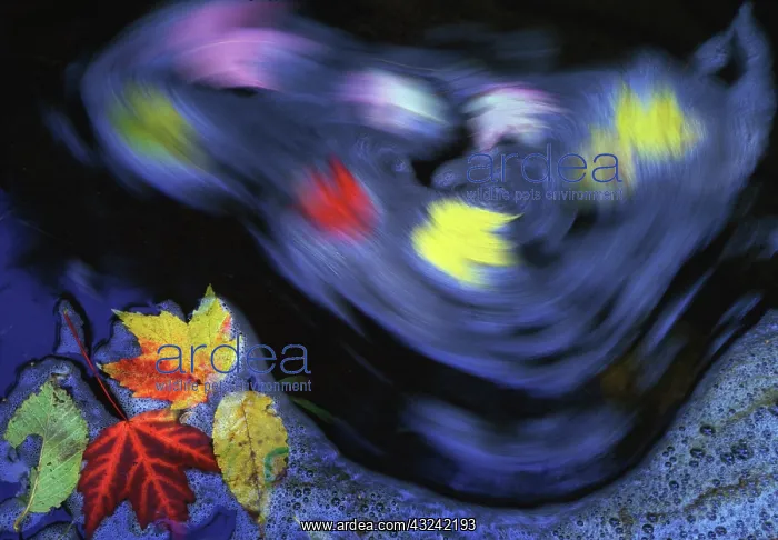: Canada, Quebec. Autumn leaves swirl on small : Canada, Quebec. Autumn leaves swirl on small