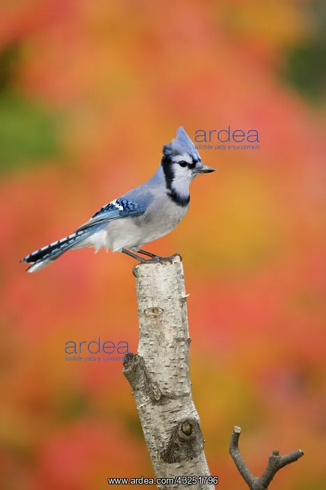 : Canada, Quebec. Blue jay perched on stump : Canada, Quebec. Blue jay perched on stump