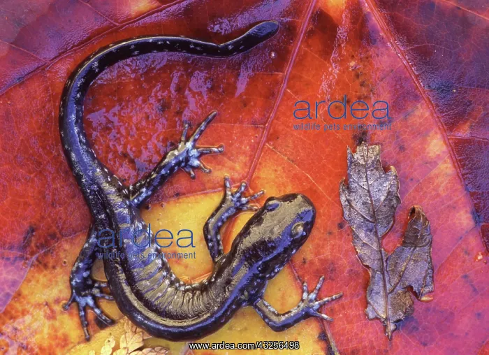 : Canada, Quebec. Blue-spotted salamander : Canada, Quebec. Blue-spotted salamander