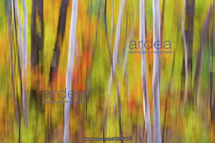 : Canada, Quebec. Blur of autumn colors in : Canada, Quebec. Blur of autumn colors in