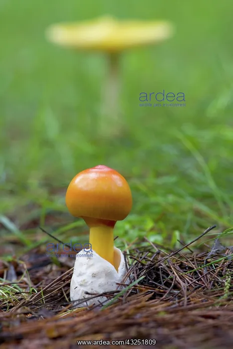 : Canada, Quebec. Close-up of fly agaric mushroom : Canada, Quebec. Close-up of fly agaric mushroom