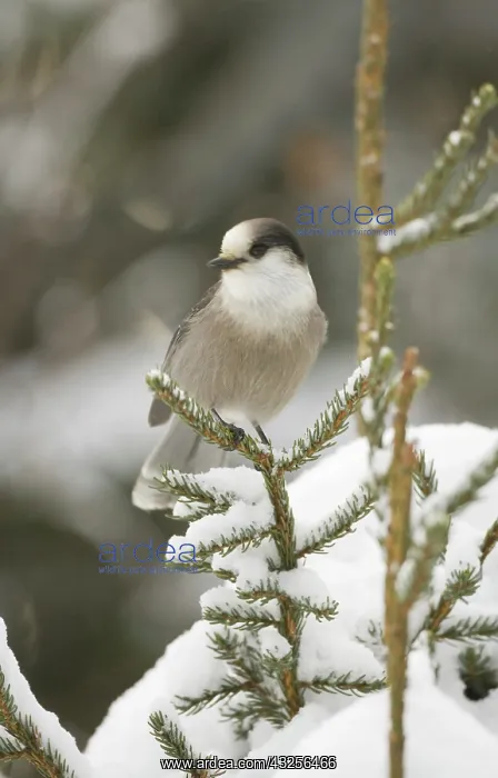 : Canada, Quebec. Close-up of gray jay perched : Canada, Quebec. Close-up of gray jay perched