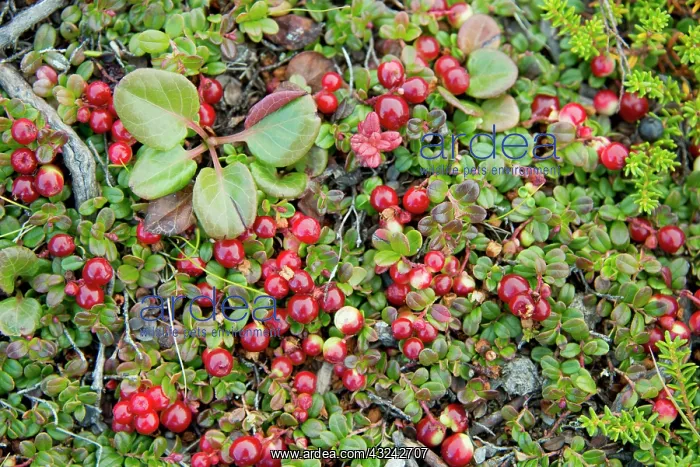 : Canada, Quebec, Douglas Harbor. Arctic tundra : Canada, Quebec, Douglas Harbor. Arctic tundra