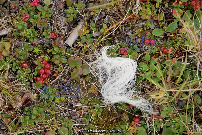 : Canada, Quebec, Douglas Harbor. Arctic tundra : Canada, Quebec, Douglas Harbor. Arctic tundra