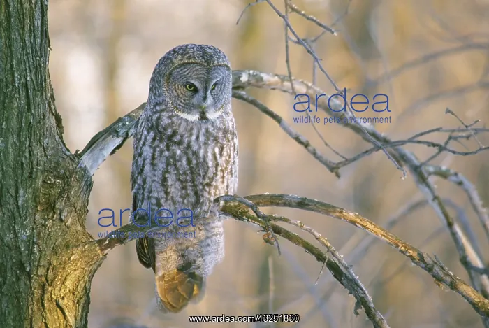 : Canada, Quebec. Great gray owl perched on : Canada, Quebec. Great gray owl perched on