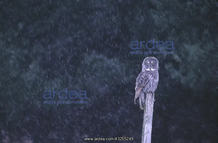: Canada, Quebec. Great gray owl perched on : Canada, Quebec. Great gray owl perched on