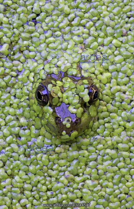 : Canada, Quebec. Green frog pokes head out : Canada, Quebec. Green frog pokes head out