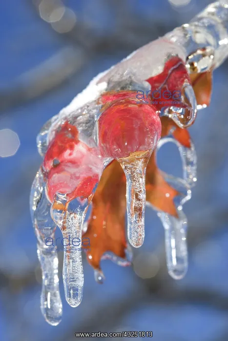 : Canada, Quebec. Ice-coated oak leaves after : Canada, Quebec. Ice-coated oak leaves after