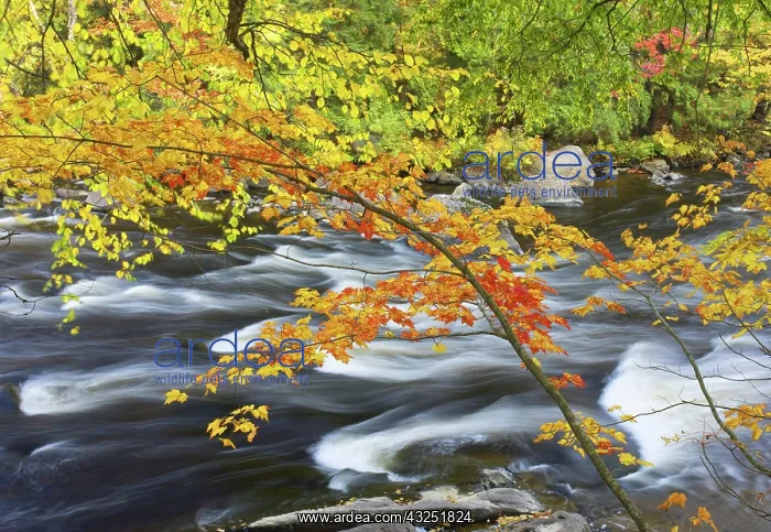 : Canada, Quebec, Laurentian Mountains, Riviere : Canada, Quebec, Laurentian Mountains, Riviere