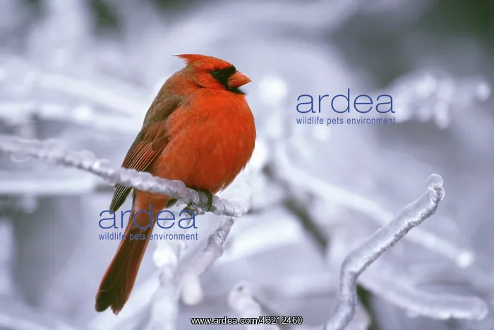 : Canada, Quebec. Male northern cardinal on : Canada, Quebec. Male northern cardinal on