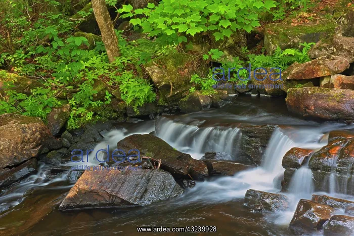 : Canada, Quebec, Parc National du Mont-Tremblant : Canada, Quebec, Parc National du Mont-Tremblant