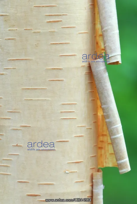: Canada, Quebec. Peeling bark on paper birch : Canada, Quebec. Peeling bark on paper birch