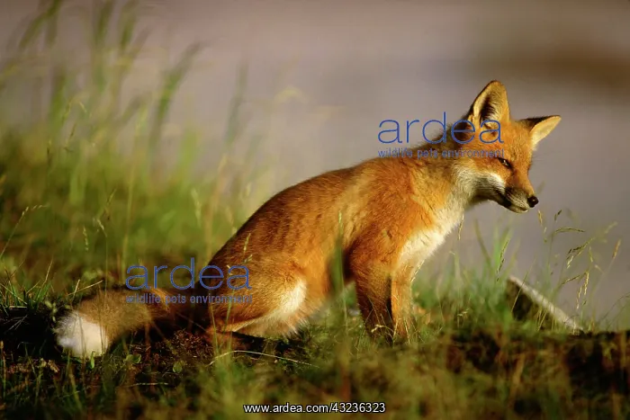 : Canada, Quebec. Red fox cub at sunrise : Canada, Quebec. Red fox cub at sunrise