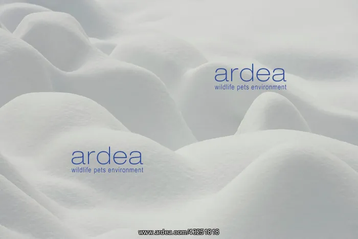 : Canada, Quebec. Shapes formed in fresh snow : Canada, Quebec. Shapes formed in fresh snow