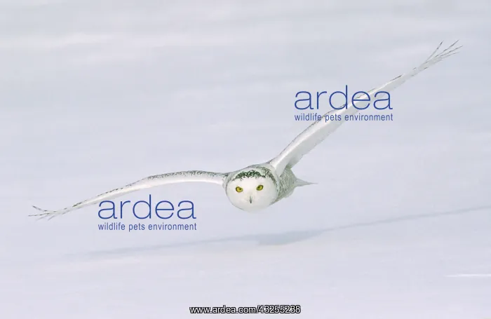 : Canada, Quebec. Snowy owl flies low over : Canada, Quebec. Snowy owl flies low over