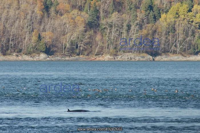 : Canada, Quebec, St. Lawrence River. Fin : Canada, Quebec, St. Lawrence River. Fin