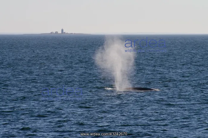 : Canada, Quebec, St. Lawrence River. Fin : Canada, Quebec, St. Lawrence River. Fin