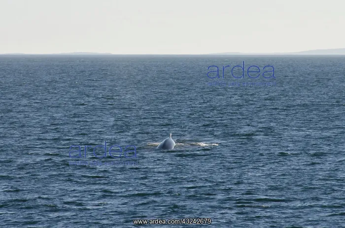 : Canada, Quebec, St. Lawrence River. Fin : Canada, Quebec, St. Lawrence River. Fin