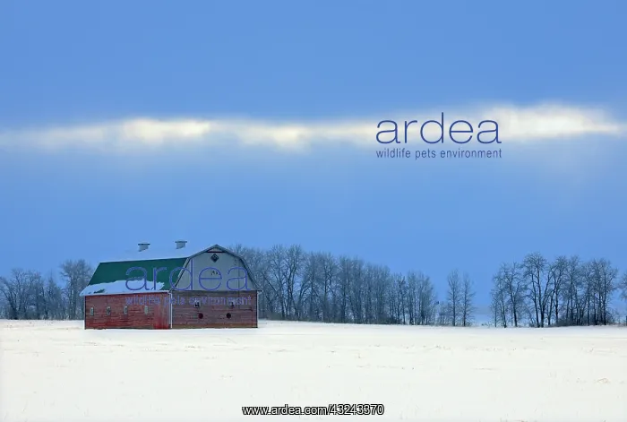  : Canada, Saskatchewan, Albertville. Red barn