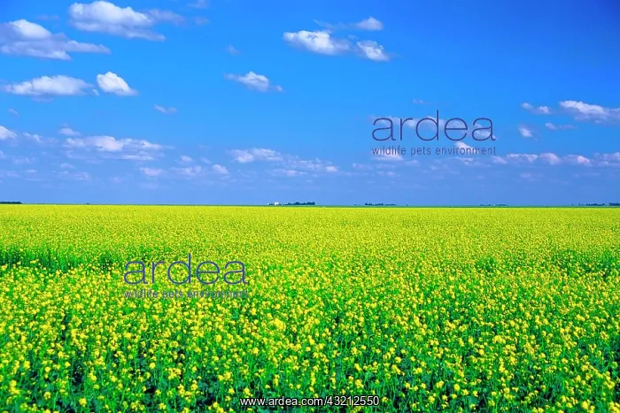  : Canada, Saskatchewan, Canola Fields