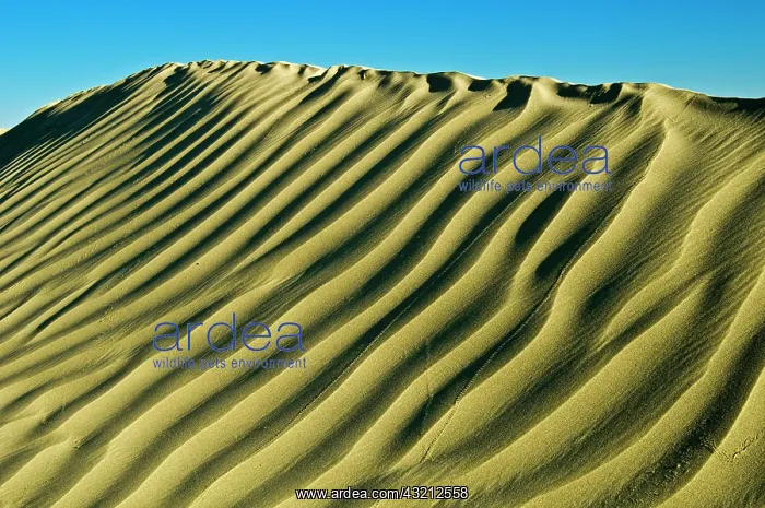 : Canada, Saskatchewan, Great Sand Hills : Canada, Saskatchewan, Great Sand Hills