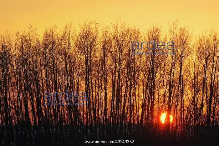 : Canada, Saskatchewan, Melfort. Aspen trees : Canada, Saskatchewan, Melfort. Aspen trees