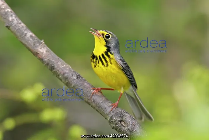 : Canada Warbler : Canada Warbler