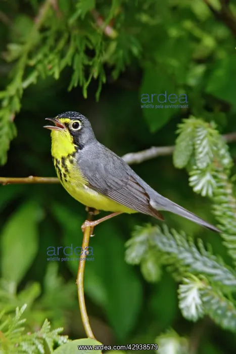 : Canada Warbler : Canada Warbler