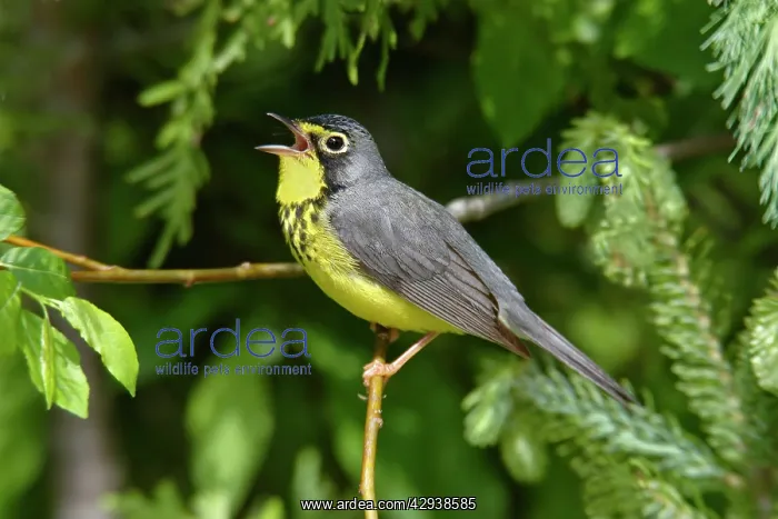 : Canada Warbler : Canada Warbler