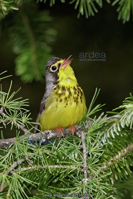 : Canada Warbler : Canada Warbler