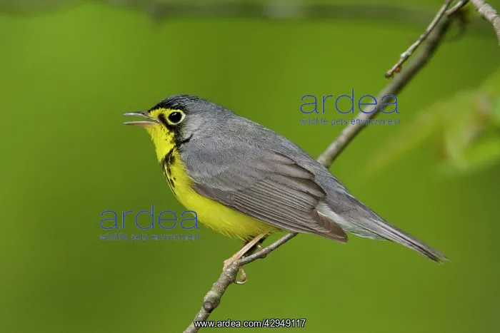 : Canada Warbler : Canada Warbler